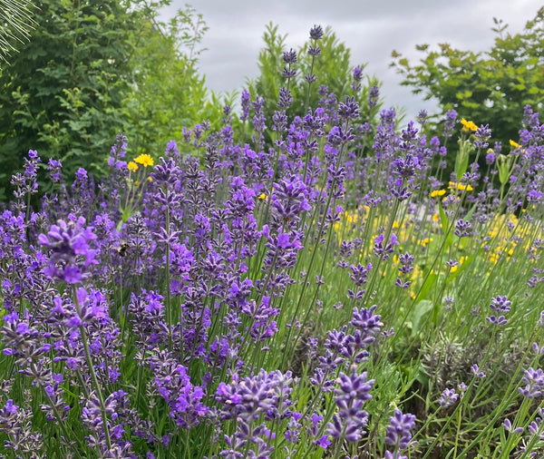 Lavender for Self-Care - Mae Botanicals