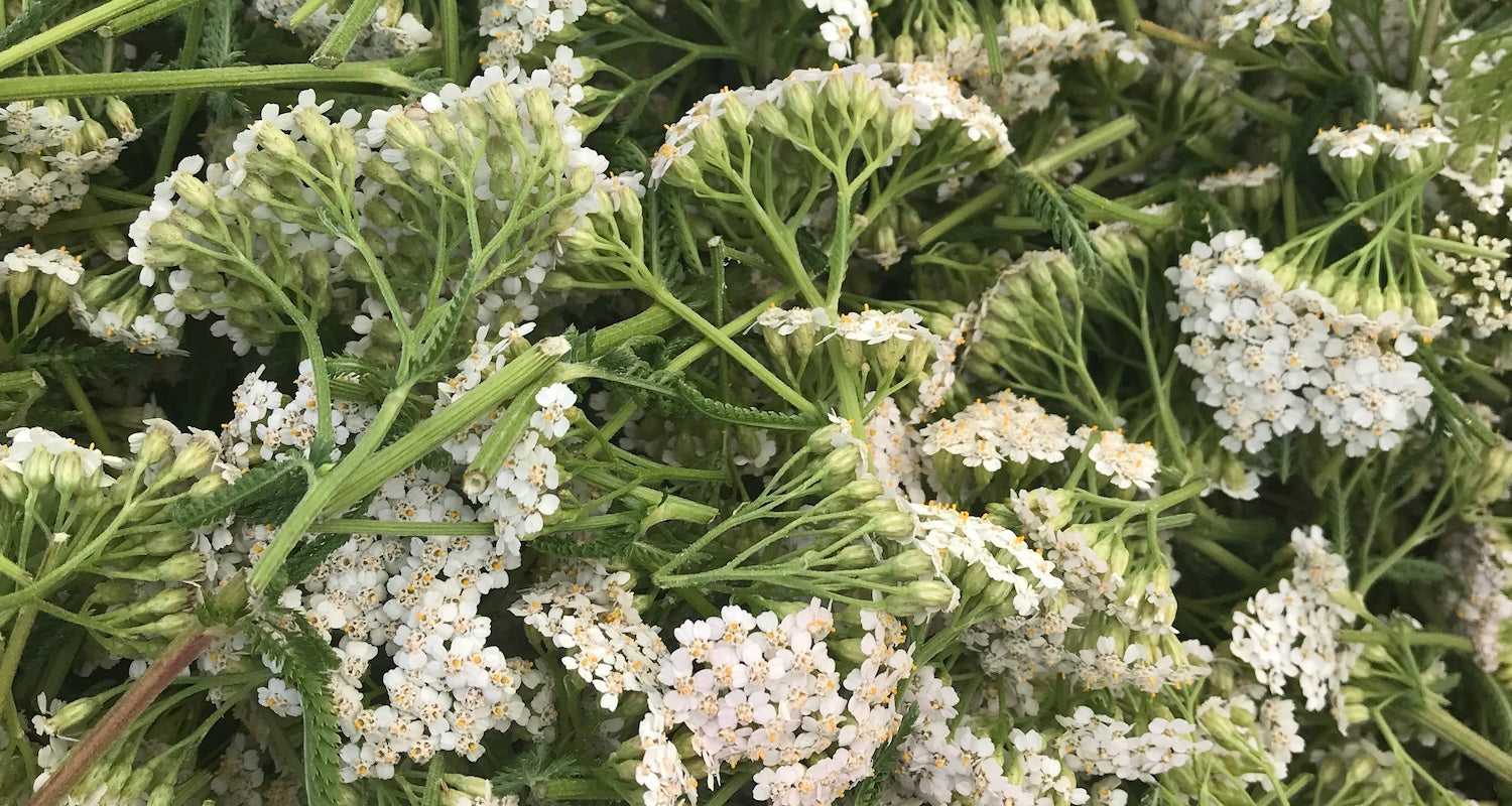 Yarrow Flowers