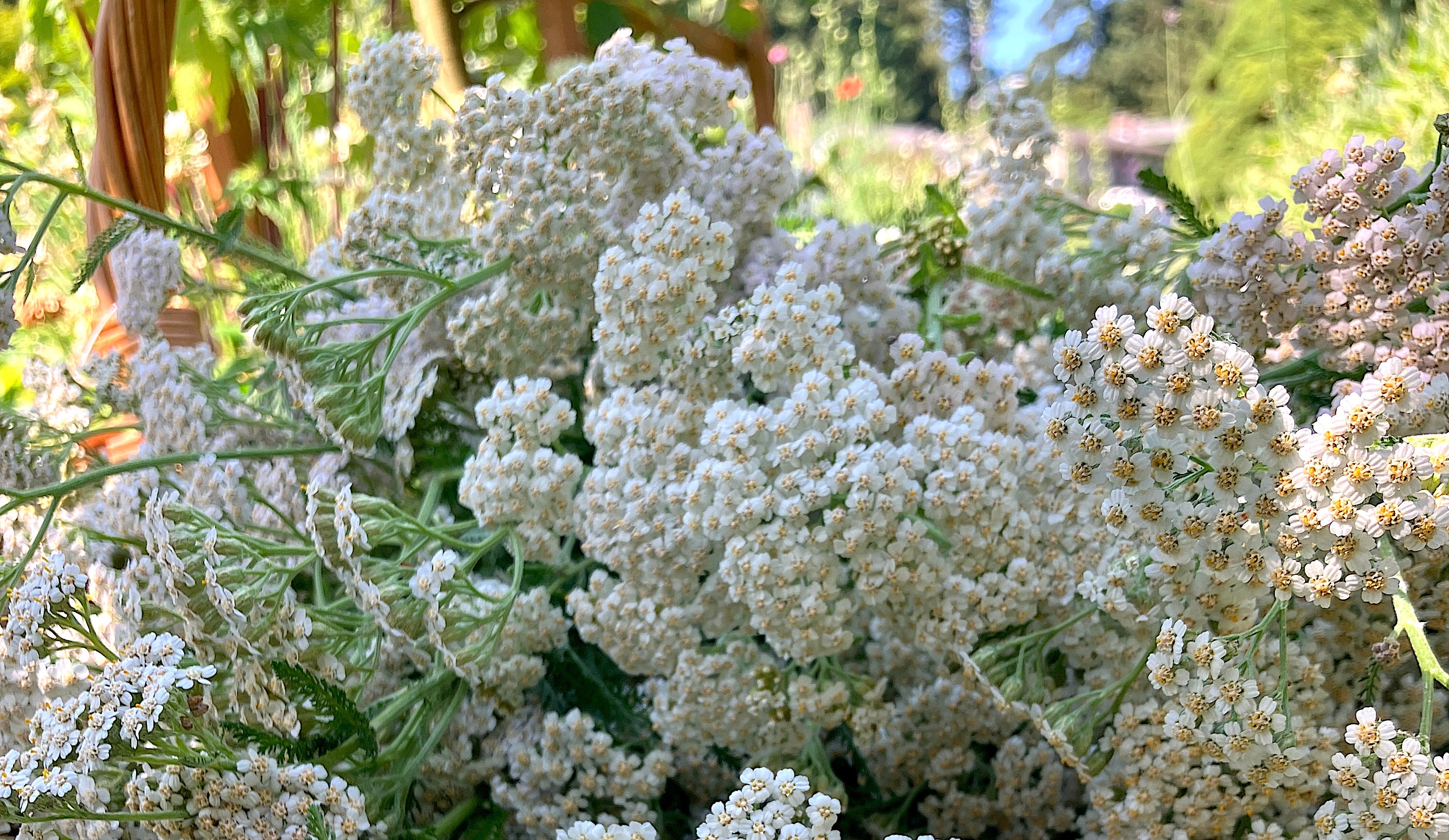 Yarrow Flower Harvest