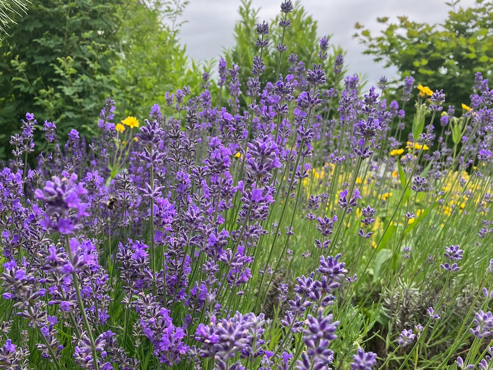 Lavender for Self-Care - Mae Botanicals