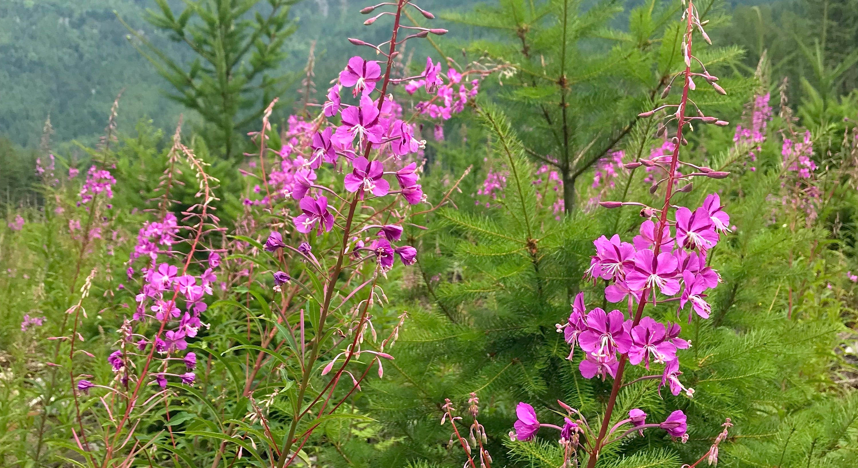 Fireweed - The Respectful Harvest