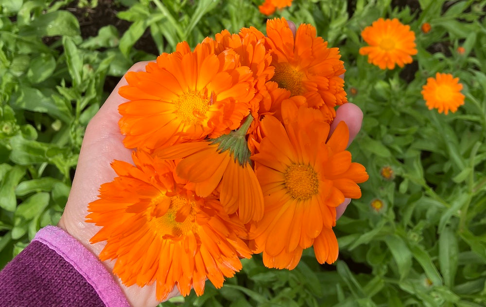 Calendula Flowers Harvest