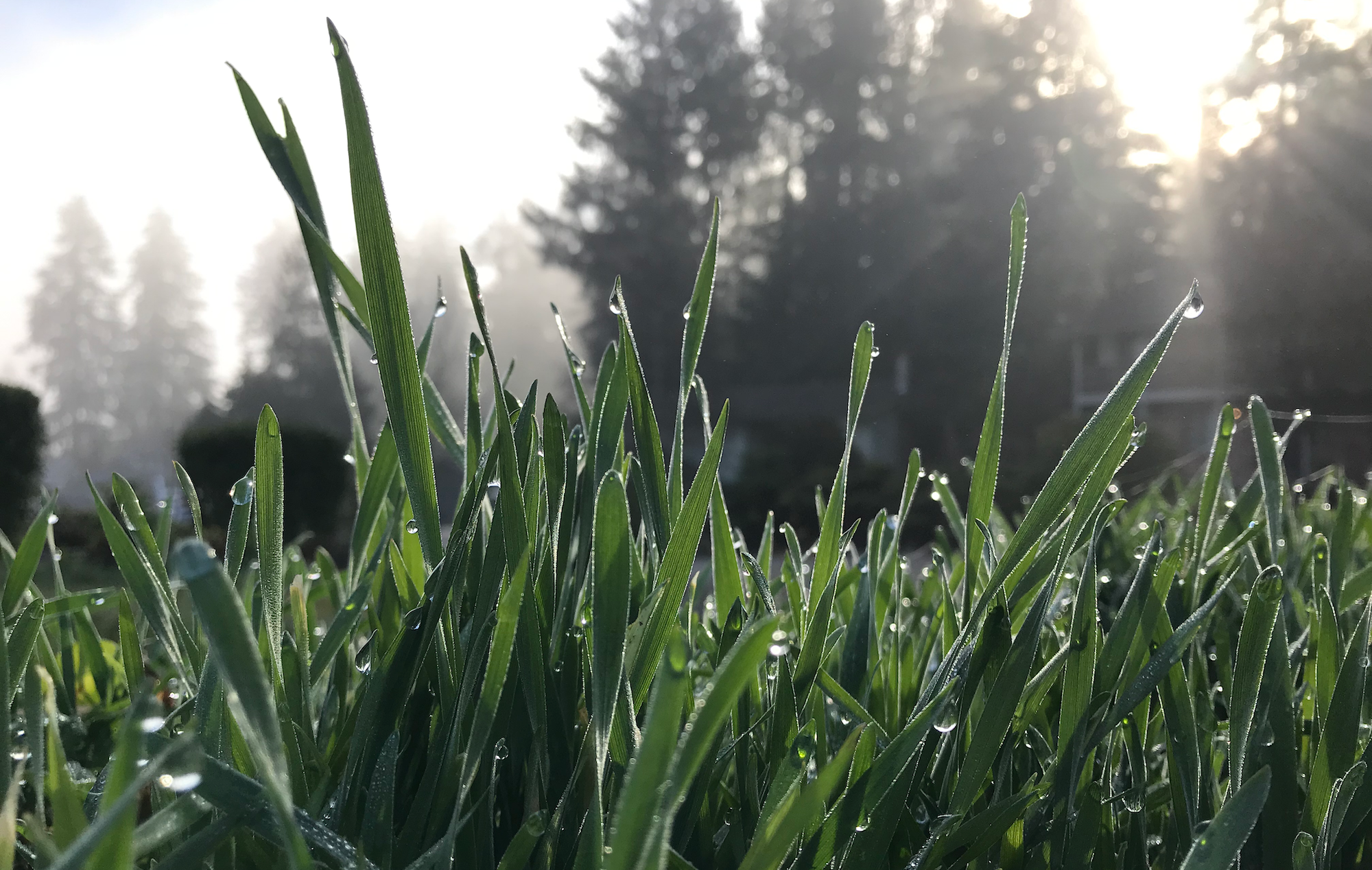 Dew on Rye Leaves